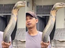 नंगे हाथों से विशालकाय किंग कोबरा को पकड़कर खड़ा हो गया शख्स, सांप का आकार देख चौंक गए लोग नंगे हाथों से विशालकाय किंग कोबरा को पकड़कर खड़ा हो गया शख्स, सांप का आकार देख चौंक गए लोग