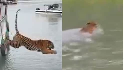 और जाल से छूट नदी में तैरने लगा बाघ, देखिए आजाद होने की ये खुशी...