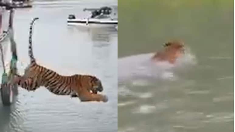 और जाल से छूट नदी में तैरने लगा बाघ, देखिए आजाद होने की ये खुशी...