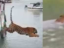 और जाल से छूट नदी में तैरने लगा बाघ, देखिए आजाद होने की ये खुशी... और जाल से छूट नदी में तैरने लगा बाघ, देखिए आजाद होने की ये खुशी...