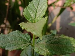 जोड़ों के दर्द, त्वचा रोग और अनिद्रा से लेकर कई बीमारियों की छुट्टी करने वाला 'हरसिंगार'