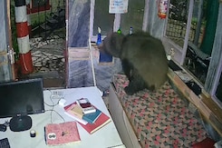 Watch: Mount Abu Hotel Welcomes Most Unexpected Guest - A Bear Watch: Mount Abu Hotel Welcomes Most Unexpected Guest - A Bear