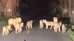 Video: Lionesses, 8 Cubs Wander On To Highway In Gir Somnath, Halt Vehicles