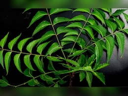 एक जैसे दिखने वाले करी पत्ते और नीम के पत्तों में क्या होता है अंतर? जान लीजिए दोनों गजब के फायदे एक जैसे दिखने वाले करी पत्ते और नीम के पत्तों में क्या होता है अंतर? जान लीजिए दोनों गजब के फायदे