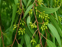 खांसी, दर्द और सूजन का रामबाण उपाय है नीलगिरी का तेल, जानें फायदे और नुकसान