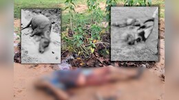 एमपी में भालू ने तीन लोगों को मार डाला, आक्रोशित ग्रामीणों ने भालू को भी उतारा मौत के घाट