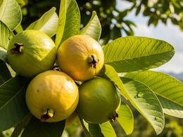 Guava Leaves For Hair Growth: How To Use This Ancient Beauty Remedy Guava Leaves For Hair Growth: How To Use This Ancient Beauty Remedy