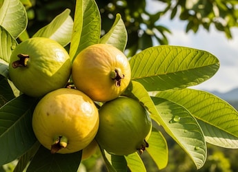 Guava Leaves For Hair Growth: How To Use This Ancient Beauty Remedy Guava Leaves For Hair Growth: How To Use This Ancient Beauty Remedy