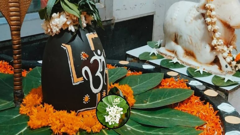 भोलेनाथ का यह पसंदीदा फूल देता है गजब का असर, त्वचा संबंधी समस्याओं को कर देता है छूमंतर भोलेनाथ का यह पसंदीदा फूल देता है गजब का असर, त्वचा संबंधी समस्याओं को कर देता है छूमंतर