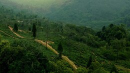 Darjeeling Is A Vibe In Monsoon. Here's Why You Should Plan A Trip