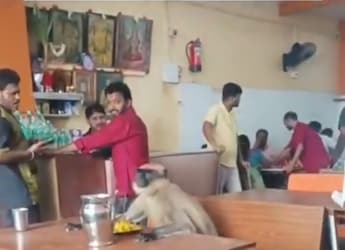 Watch: Staff At South Indian Restaurant Treats Monkey Like Any Other Guest, Wins Hearts