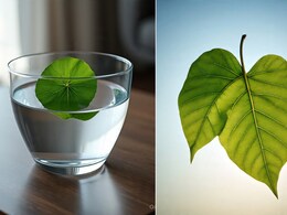 सुबह खाली पेट खा लें पीपल का पत्ता, आस-पास नहीं फटकेंगी ये 4 बीमारियां! सुबह खाली पेट खा लें पीपल का पत्ता, आस-पास नहीं फटकेंगी ये 4 बीमारियां!