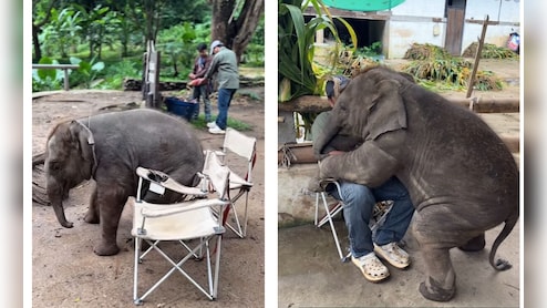 बंदे को एक प्यारा सा Hug देने के बाद...इंसानों की तरह कुर्सी पर बैठने चला था हाथी का बच्चा, अगले ही पल हो गया खेला