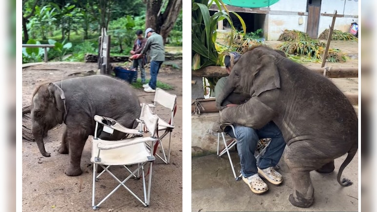 बंदे को एक प्यारा सा Hug देने के बाद...इंसानों की तरह कुर्सी पर बैठने चला था हाथी का बच्चा, अगले ही पल हो गया खेला बंदे को एक प्यारा सा Hug देने के बाद...इंसानों की तरह कुर्सी पर बैठने चला था हाथी का बच्चा, अगले ही पल हो गया खेला