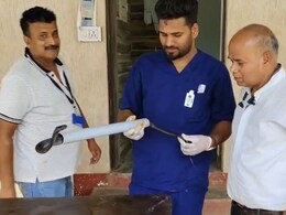 8 फुट लंबे घायल कोबरा की सर्जरी का वीडियो आया सामने, डॉक्टर ने लगाए 20 टांके