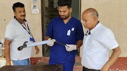 Video: Doctor Performs Surgery On 8-Foot Long Cobra In Rajasthan
