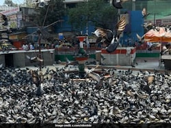 The End Of Mumbai&#039;s &lt;i&gt;Kabutarkhanas&lt;/i&gt;: History, Health Risks, Opposition