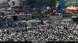 Mumbai Civic Body Allows "Controlled Feeding" Of Pigeons For Only 2 Hours