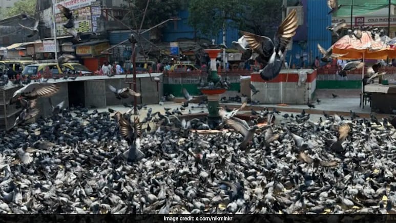 The End Of Mumbai's <i>Kabutarkhanas</i>: History, Health Risks, Opposition