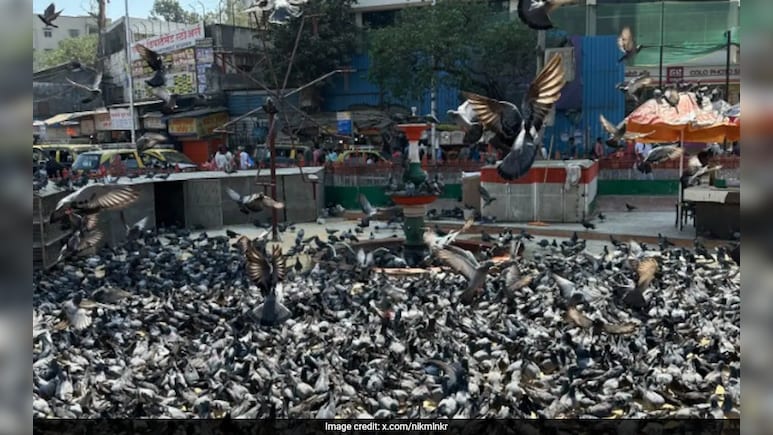 कबूतरों को दाना डाला तो एफआईआर, शिकायतों से परेशान हाईकोर्ट ने चलाया हंटर