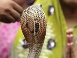 Nagpanchami 2025 :  28 या 29 जुलाई किस दिन मनाई जाएगी नागपंचमी, जानिए यहां पर सही तिथि Nagpanchami 2025 :  28 या 29 जुलाई किस दिन मनाई जाएगी नागपंचमी, जानिए यहां पर सही तिथि