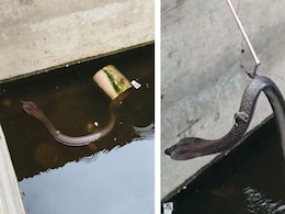 पानी के टैंक में सांप... उतरा था चूहा खाने, स्नेक कैचर ने किया रेस्क्यू तो चूहे ने सांप पर बैठकर बचाई जान