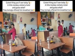Watch: Staff At South Indian Restaurant Treats Monkey Like Any Other Guest, Wins Hearts Watch: Staff At South Indian Restaurant Treats Monkey Like Any Other Guest, Wins Hearts