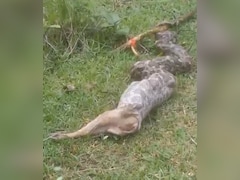 Watch: Massive Python Swallows Fox Alive In Jharkhand