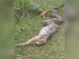 Watch: Massive Python Swallows Fox Alive In Jharkhand Watch: Massive Python Swallows Fox Alive In Jharkhand