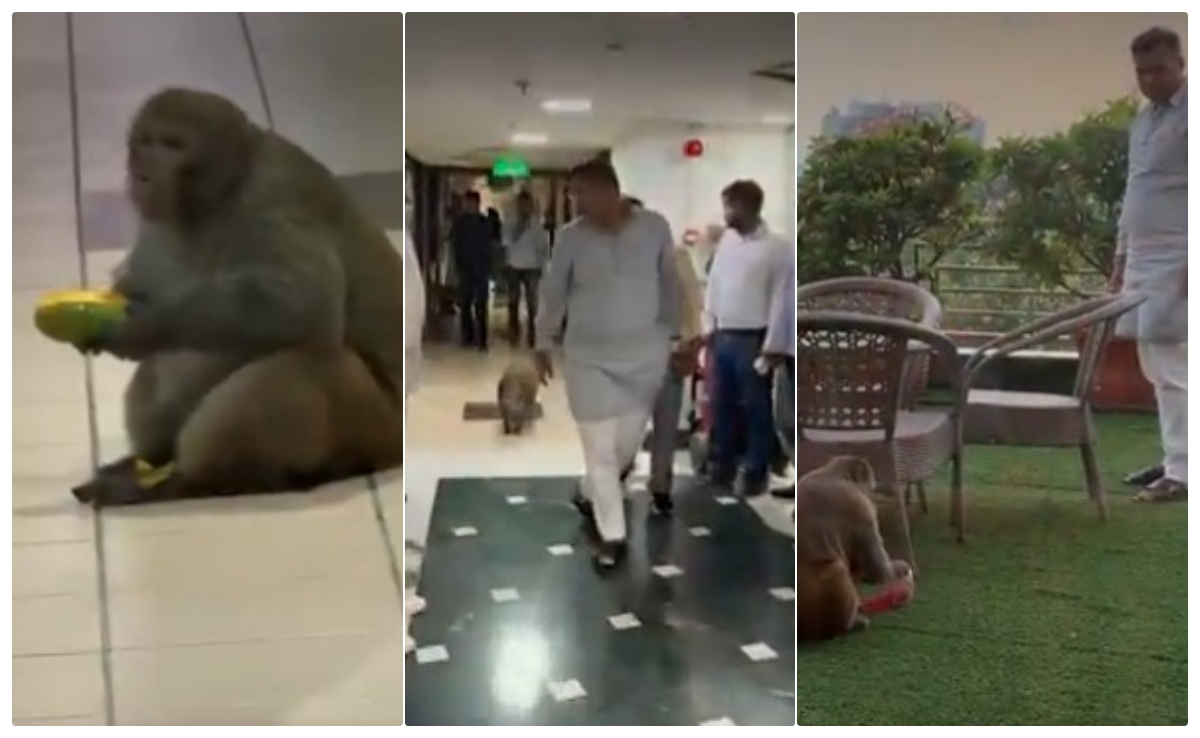 प्रवेश वर्मा के मंत्रालय में पधारे 'बजरंगबली', जमकर की खातिरदारी; चखाया ताजा फलों का स्वाद, देखें VIDEO