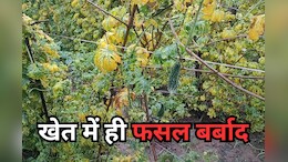 Farmers in Problem: कीट-पतंगें बनी काल, सब्जी किसानों की फसल खेत में खड़े-खड़े हो गई बर्बाद