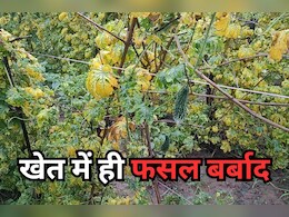 Farmers in Problem: कीट-पतंगें बनी काल, सब्जी किसानों की फसल खेत में खड़े-खड़े हो गई बर्बाद Farmers in Problem: कीट-पतंगें बनी काल, सब्जी किसानों की फसल खेत में खड़े-खड़े हो गई बर्बाद