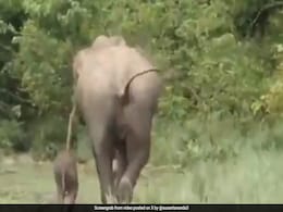 Forest Rangers Feared Elephant Won't Accept Separated Calf. They Did This Forest Rangers Feared Elephant Won't Accept Separated Calf. They Did This