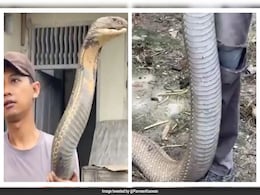Forest Officer Shares Stunning Video Of Man Fearlessly Holding Giant King Cobra: "The Real Size..." Forest Officer Shares Stunning Video Of Man Fearlessly Holding Giant King Cobra: "The Real Size..."