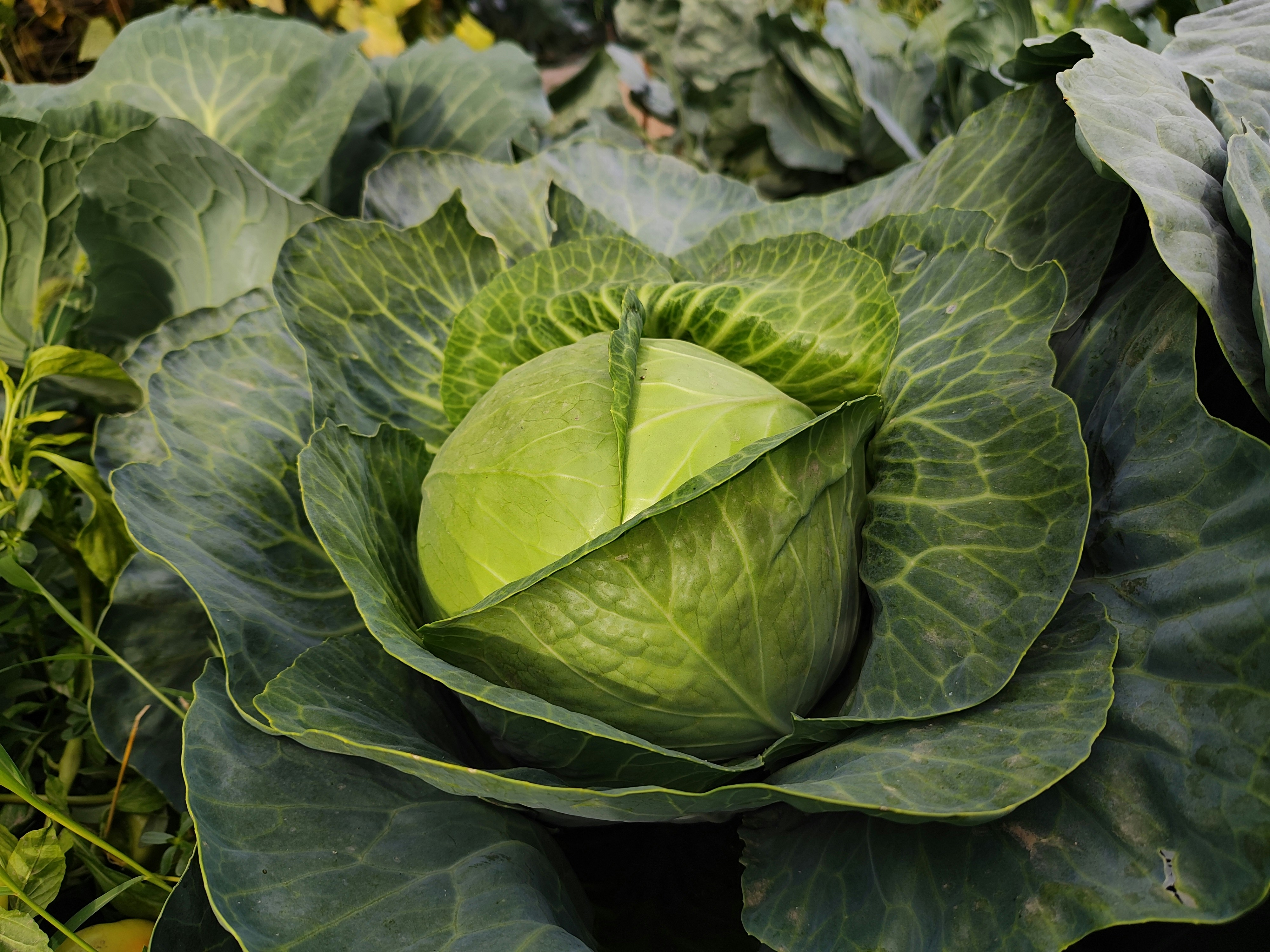 Can Eating Raw Cabbage Lead To 'Brain Worms'? Nutritionist Answers