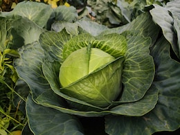 Can Eating Raw Cabbage Lead To 'Brain Worms'? Nutritionist Answers