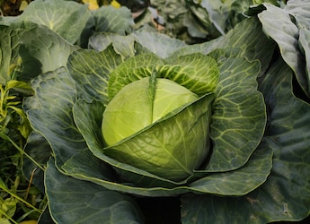 Can Eating Raw Cabbage Lead To 'Brain Worms'? Nutritionist Answers