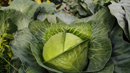 Can Eating Raw Cabbage Lead To 'Brain Worms'? Nutritionist Answers