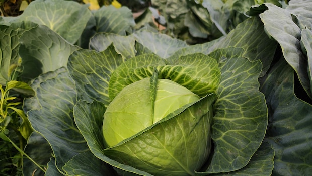 Can Eating Raw Cabbage Lead To 'Brain Worms'? Nutritionist Answers