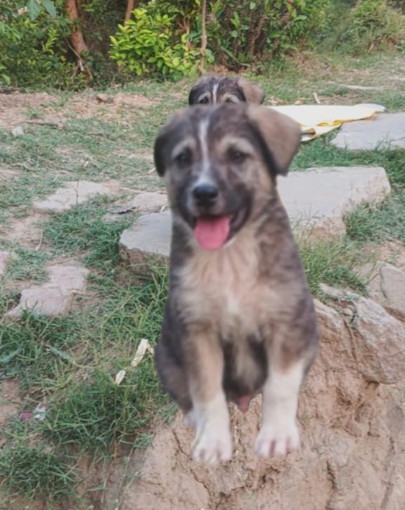 Dog's Bark Saves 67 Lives As Monsoon Wipes Out Village In Himachal's Mandi