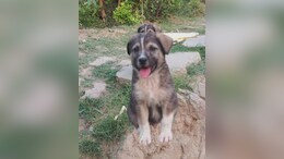 Dog's Bark Saves 67 Lives As Monsoon Wipes Out Village In Himachal's Mandi