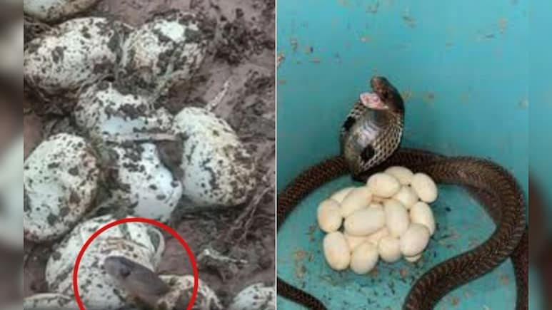 घर बना 'नागलोक', फर्श के नीचे निकले 25 कोबरा और सांप, अंडों से निकलकर अचानक रेंगने लगे