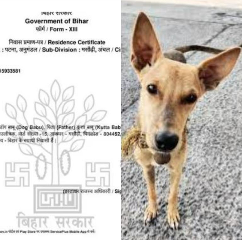 बिहार में 'डॉग बाबू' को मिला निवास प्रमाण पत्र, DM का फूटा गुस्सा, दोषियों के खिलाफ सख्त कार्रवाई के दिए आदेश