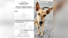 बिहार में 'डॉग बाबू' को मिला निवास प्रमाण पत्र, DM का फूटा गुस्सा, दोषियों के खिलाफ सख्त कार्रवाई के दिए आदेश