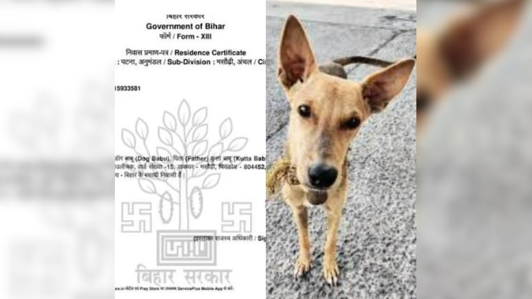 बिहार में 'डॉग बाबू' को मिला निवास प्रमाण पत्र, DM का फूटा गुस्सा, दोषियों के खिलाफ सख्त कार्रवाई के दिए आदेश