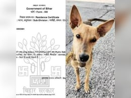 'डॉग बाबू' के नाम से बने आवास प्रमाण-पत्र मामले में कड़ी कार्रवाई, राजस्व अधिकारी को किया गया निलंबित 'डॉग बाबू' के नाम से बने आवास प्रमाण-पत्र मामले में कड़ी कार्रवाई, राजस्व अधिकारी को किया गया निलंबित