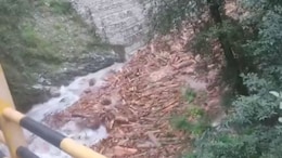 Video: In <i>'Pushpa'</i>-Esque Scene, Lakhs Of Logs Float Downstream In Himachal Pradesh