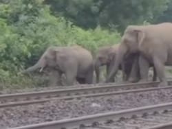 3 Elephants Die After Being Hit By Train While Crossing Railway Track In Bengal