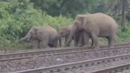 3 Elephants Die After Being Hit By Train While Crossing Railway Track In Bengal