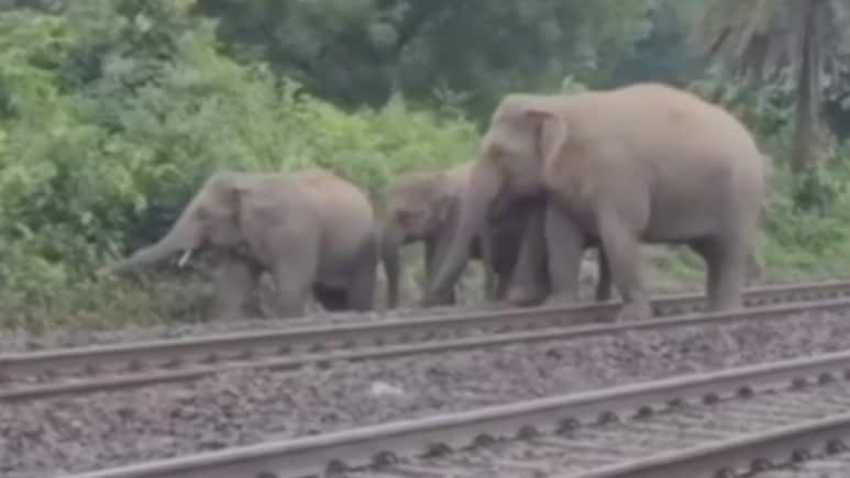 3 Elephants Die After Being Hit By Train While Crossing Railway Track In Bengal